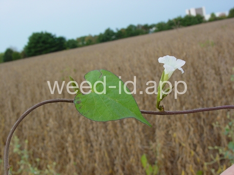 morningglory, pitted